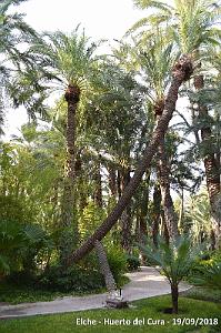 19 ELCHE HUERTO DEL CURA (56)